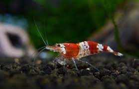 Optimal Tank Conditions for Successful Breeding of Aquarium Shrimp