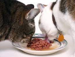 Optimizing Cat Health: Unpacking the Nutritional Value of Cat Food Ingredients