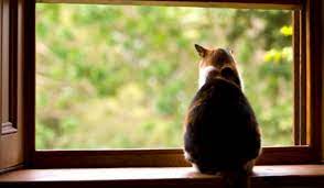 Comprehensive Guide to Feeding and Keeping Cats Happy Indoors