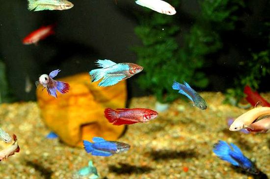 Symphonic Aquatic Ensembles: Orchestrating Diversity in Your Aquarium